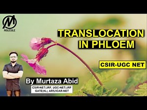 TRANSLOCATION IN PHLOEM || FOOD TRANSPORT IN PLANTS || CSIR-NET, ICMR-JRF, DBT-JRF, GATE(XL), M.Sc.