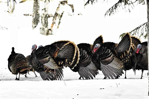 How to Hunt Spring Turkeys in Bad Weather - Game & Fish