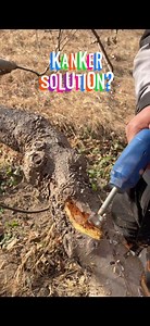 Canker in plants is a localized dead, sunken or cracked area on stems, branches or trunks, usually caused by fungal or bacterial pathogens that disrupt water and nutrient flow and can kill shoots. Causes and predisposing factors: Most cankers are caused by fungi (e.g. Cytospora, Botryosphaeria, Nectria, Eutypa) or bacteria (e.g. Pseudomonas syringae in stone fruits, Xanthomonas in citrus). Infection usually occurs through wounds or natural openings, and plants stressed by drought, cold, poor nut
