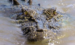 The Biggest Saltwater Crocodiles Ever Recorded