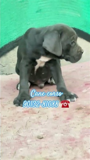 🐶 Massive Cane Corso Puppies for Sale! 🔥 | Cane Corso Puppies Available | Best Bloodline