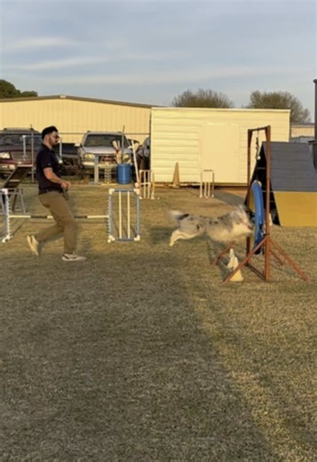 Enjoy Titan’s first run back after a couple of weeks - not perfect but not bad either!! #fyp #sheltiesoftiktok #fypシ #agility #agilitytraining #agilitydog #agilitydogsoftiktok #fypシ゚viral #viral #sheltie #cutedogs #shelties #sheltielove #shetlandsheepdog #hurdle #hurdles #hurdlejump #practice #practicemakesperfect