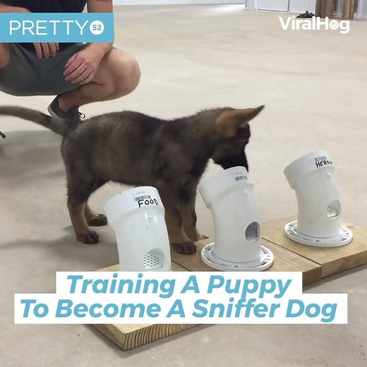 The most adorable puppy in sniffer dog training... ❤️ | Tyla