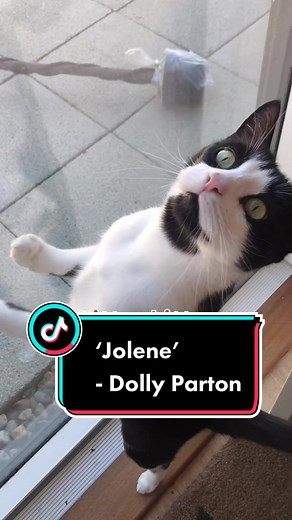 Funny Jolene Cat Meme Parody by Dolly Parton