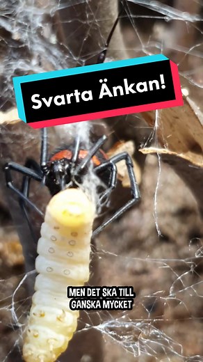 Folk blir lika förvånade varje gång jag berättar att jag har svarta änkan hår hemma! De är faktiskt inte så gifta som man tror. Dessutom är de väldigt långsamma om man jämför med några av mina fågelspindlar. Följ om du tycker spindlar är fascinerande! #svartaänkan #änka #spindel #fördig