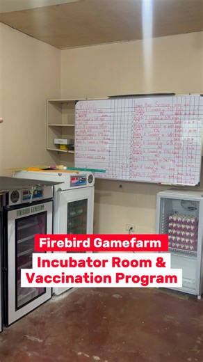 259K views · 5.5K reactions | Firebird GF Sir Leandro Biboy Enriquez INCUBATOR ROOM & VACClN@Tl0N PROGRAM | DSQ | Facebook