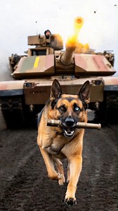 Hero K9 refuses to abandon wounded partner in battlefield ambush! 🎬This video was produced by Network Media and Blue-X Studio | Prompted Daily