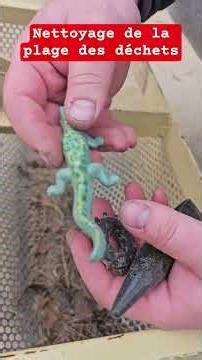 Nettoyage de la plage des déchets чистка пляжа от мусора.