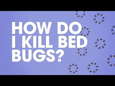 Raid®: How Do I Kill Bed Bugs?