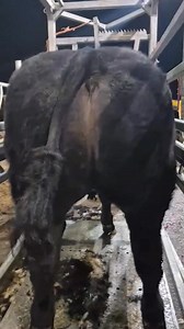 8.1K views · 146 reactions | There’s nothing quite like Dovea’s elite Limousin sire range to produce next level progeny! Check out this beauty of a Milbrook Dartangan (MBP) sired heifer included in the lineup for this weekend’s Manorhamilton Livestock Sales fatstock show & sale! | Dovea Genetics | Facebook