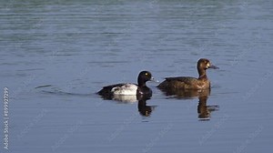 Greater Scaup Duck Pair in Slow Motion on a Beautiful Canadian Lake in Summer