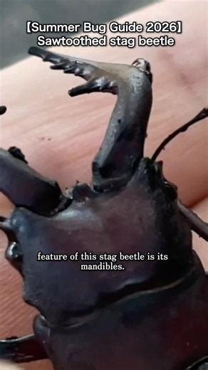 【Summer Bug Guide 2026】 Sawtoothed Stag Beetle | Divine Streamlined Mandibles & Strong Pinch | 4K
