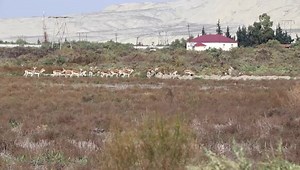 28K views · 1.1K reactions | Şirvan Milli Parkı #MilliParklar #NationalParksofAzerbaijan #Azerbaijannature #НациональныепаркиАзербайджана | Ekologiya və Təbii Sərvətlər Nazirliyi | Facebook