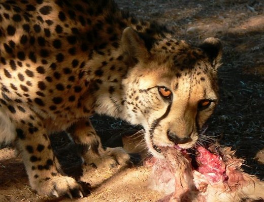 What Do Cheetahs Eat – Cheetah Diet