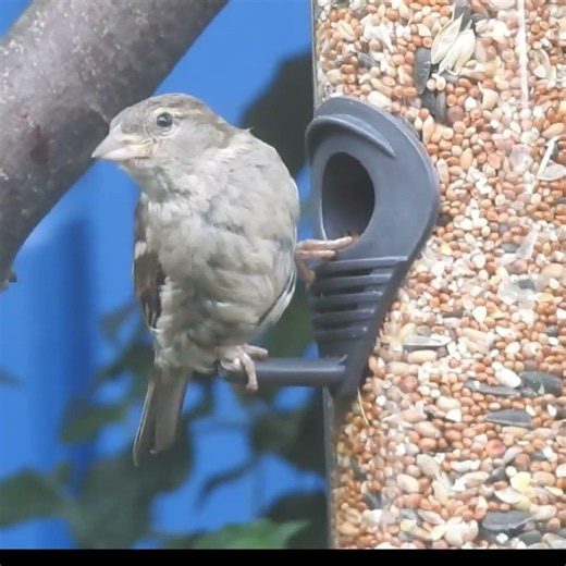 Why every bite counts here… 😳🐦
