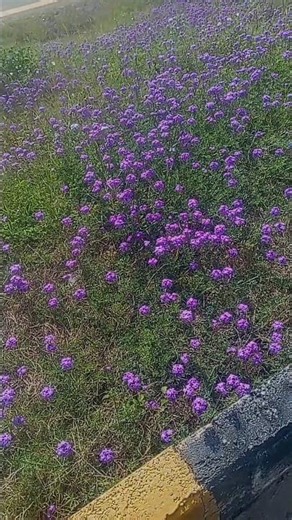 Beautiful Purple Flowers 🌺 #gardening #flowers