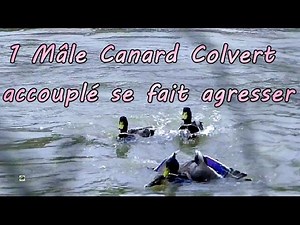 1 Mallard duck that mates is attacked - Slow motion