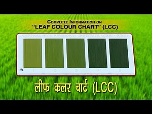 LCC - Leaf Color Chart | लीफ कलर चार्ट | Climate Smart Approach
