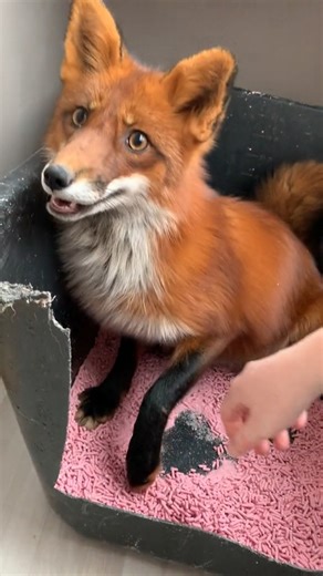 Happy fox in pops 😂. | Fox zone USA