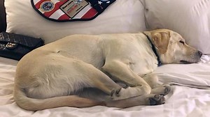Sully the Service Dog: Family Says the Late President George H.W. Bush's Dog Will Not Be Returning Home