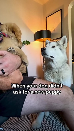 Adorable Interaction Between Golden Retriever and Malamute