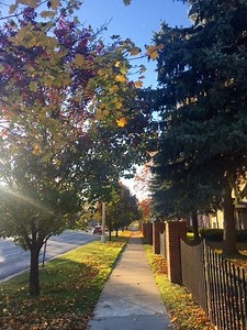 Help Dearborn Count Trees For The City's Tree Inventory Project