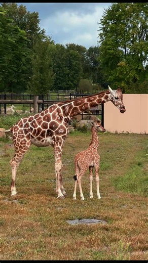 Keystone Safari's #1 Pick: Reticulated Giraffe!