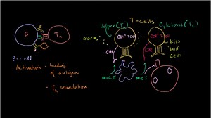 Review of B cells, CD4 T cells and CD8 T cells