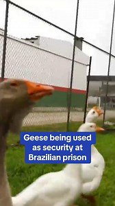 A prison in Brazil has swapped guard dogs with guard geese. Manuel Bojorquez traveled to southern Brazil to see how the aggressive birds are being put to work. | CBS Mornings