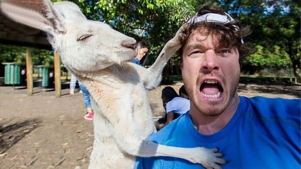 Can't stop laughing at these funny animal and human clips