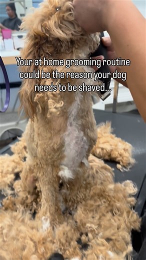 One Stop Pet Grooming on Instagram: "You’re not a bad dog parent. But at home grooming done incorrectly can cause more damage than skipping it altogether. Here’s what I see every week as a professional groomer 👇 • Brushing only the top layer = hidden mats at the skin • Bathing before fully brushing = tighter, painful mats • Spot shaving = uneven regrowth + faster matting • Inconsistent nail trims = joint stress over time Between grooms isn’t about doing more…it’s about doing it right. If you’re
