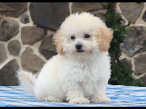 Bichpoo Puppies for Sale