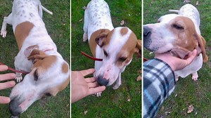 Le maître de Ruben a récupéré son chien à la SRPA de Liège : 'Je trouve que c’est bien triste de s’acharner sur un chien pour essayer de démolir la chasse' - RTBF Actus