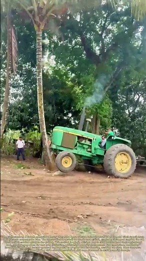 Towing Down a Coconut Palm: How a Tractor Clears Land for Farming