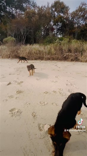 3.8K views · 179 reactions | The pups frolicking on the beach on this beautiful afternoon! www.blueridgelanegermanshepherds.com #dog #puppies #love #beauty #dogs #gsd #germanshepherd #puppy #happylife #puppylove #beach #beachlife | Blue Ridge Lane Farm & German Shepherds | Facebook