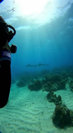 Swordfish attacks first before the shark can devour it! ⚔️🦈 #usa #reeflife #unitedstates #shark
