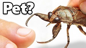 I got a pet toe-biter (extremely painful)