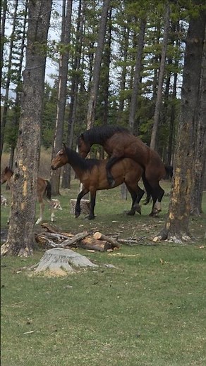 Wild Horses mating #animals #wildanimals #wildlife #wildhorses #horse #mating #wild #crownland #show