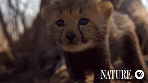 2.8K views · 509 reactions | A wild cheetah mother and her cubs fight against the odds to stay alive. Stream "The Cheetah Children" here: https://to.pbs.org/2VxmnQu #Nature #Cheetahs #Animals #Wildlife | Nature | PBS | Facebook