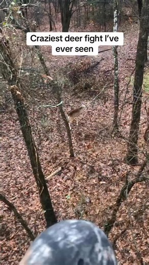Wait for the DOUBLE snort wheeze at the end! Via Hunting Clips | Hunter Nation