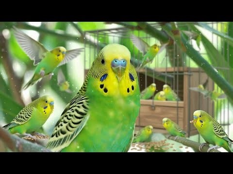 A Full Guide: Breeding Budgies for Beginners .. STEP BY STEP
