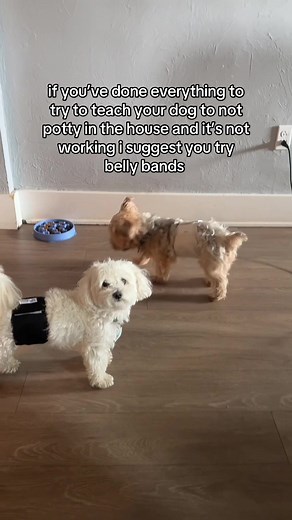 Effective Belly Bands for Dog Potty Training Success