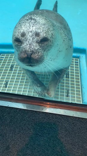 Playful Seal Compilation | Funny Seal Videos
