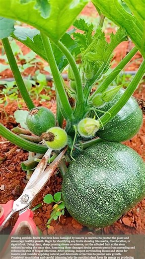 Simple Garden Tip: Prune Bad Zucchini to Boost New Fruit Production #gardeningtips #farmer