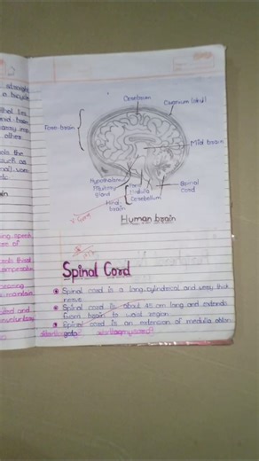 Describe The Human Brain 🧠 With Digram #study #science facts#sense organs #human 🧠 functions