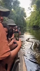 When they met the giant python #Natureand #wildlife #entertainment | Setha Ra