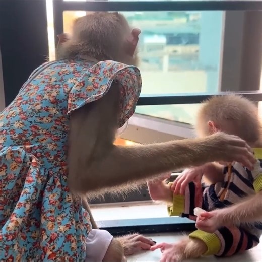 Monkey Kaka and Monkey Mit broke into the kitchen while dad was away | Monkey TV