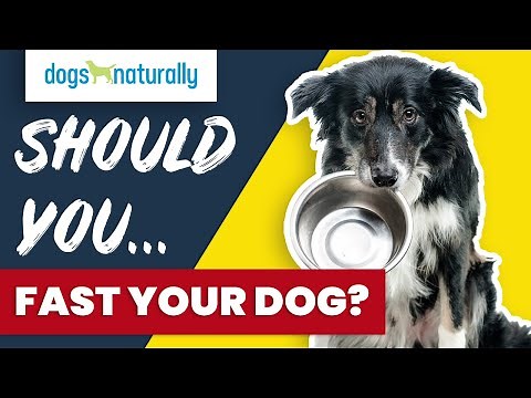 Should You Fast Your Dog?
