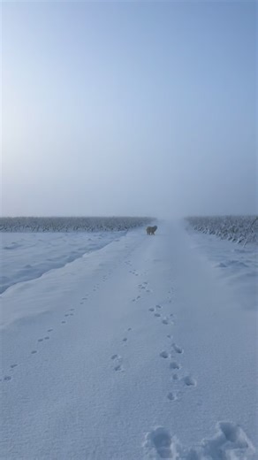 Chien Samoyède heureux dans la neige