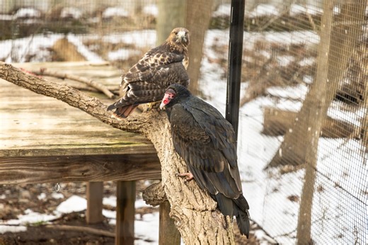 Meet Hunter and Stan, an odd animal couple at a Norristown zoo